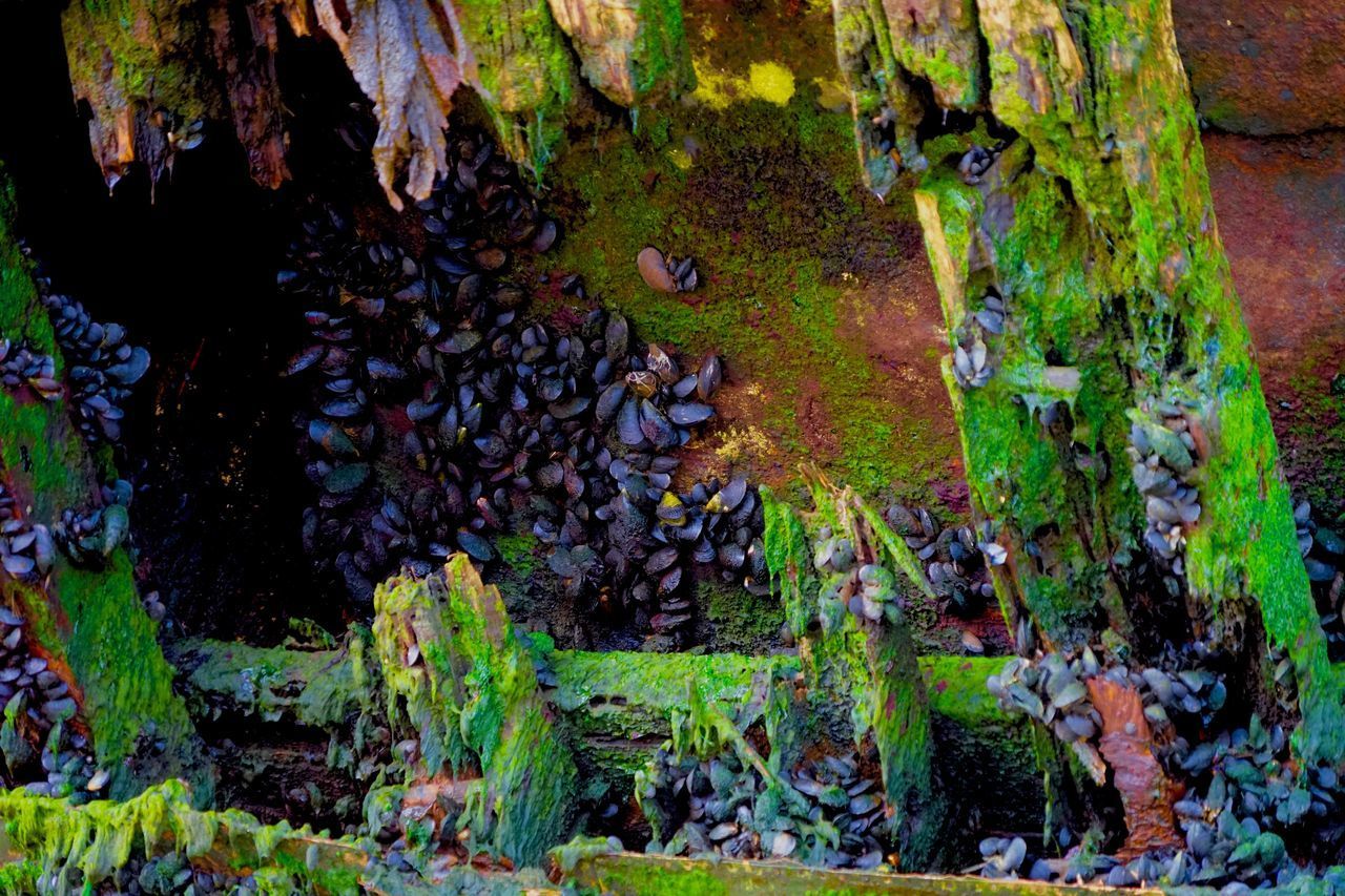 CLOSE-UP OF PLANTS GROWING ON TREE TRUNK