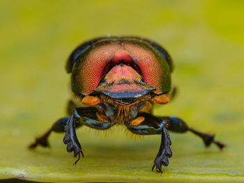 Close-up of insect