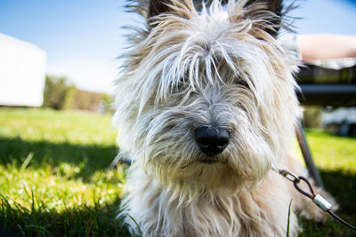 Close-up of dog