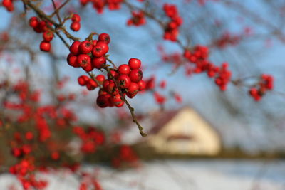 Close-up of red berries growing on tree