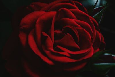 Close-up of red rose