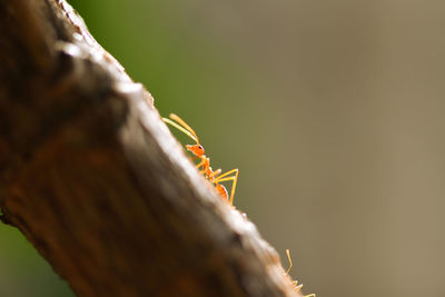 Close-up of insect