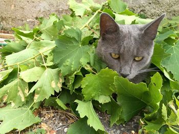 Close-up portrait of a cat