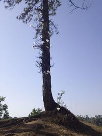 Low angle view of tree against clear sky