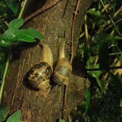 Close-up of snail on tree