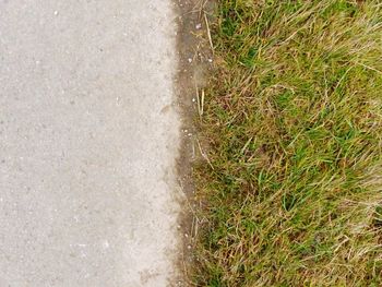 Close-up high angle view of grass