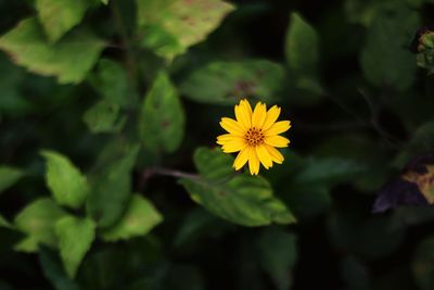 Close-up of yellow flowering plant