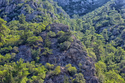 High angle view of trees in forest