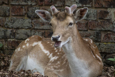 Close-up portrait of deer