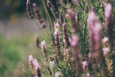 Close-up of plants