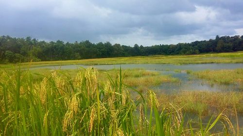 Scenic view of lake against sky