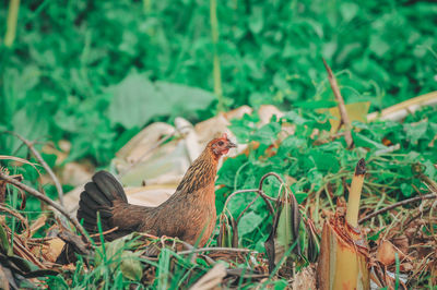 Bird in a field