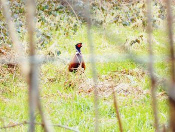 Selective shot of bird on landscape