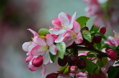 Close-up of pink cherry blossoms