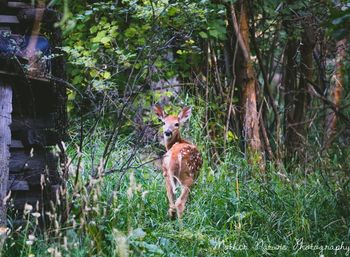 Deer in a forest