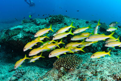 Fish swimming in sea