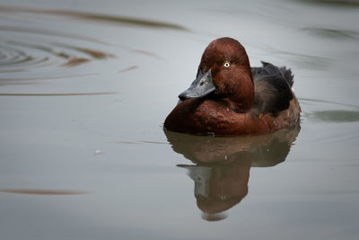 High angle view of duck swimming on lake