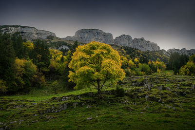 Trees on field against sky