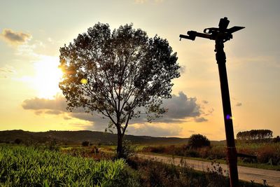 Tree on field against sky during sunset