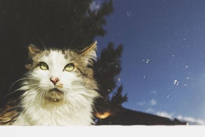 Close-up portrait of cat