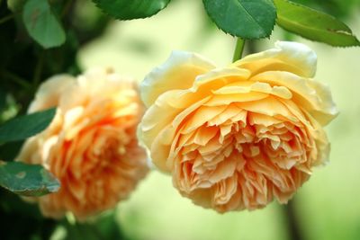 Close-up of orange dahlia blooming outdoors