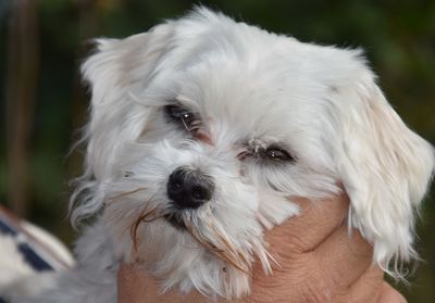 Close-up portrait of white dog