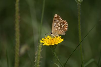 Close-up of butterfly pollinating on yellow dandelion