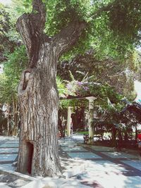 Footpath amidst trees