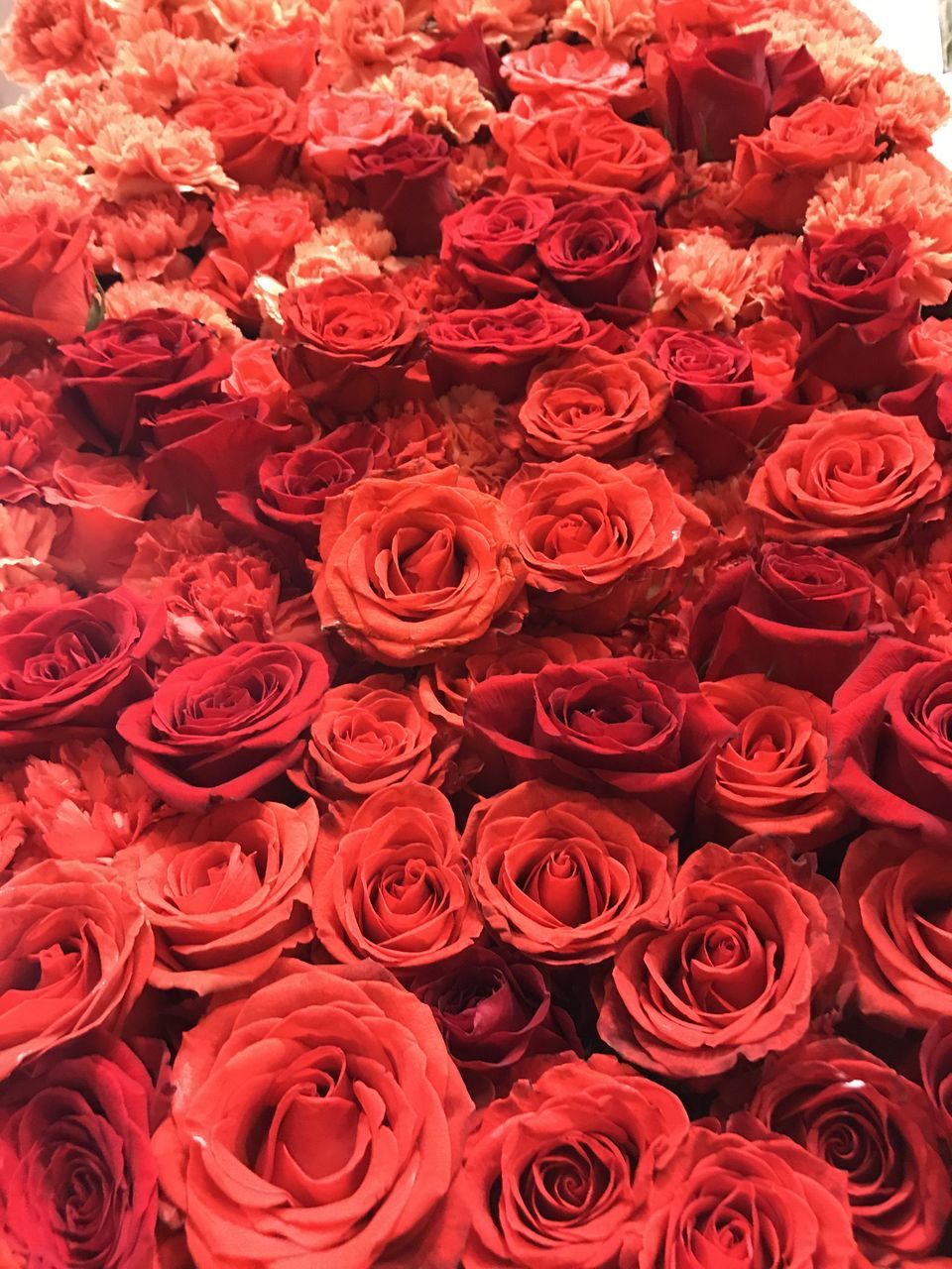 FULL FRAME SHOT OF ROSES