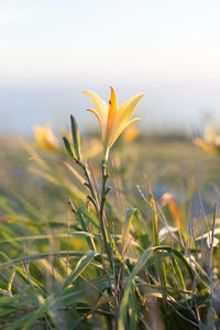 Close-up of flower blooming on field against sky