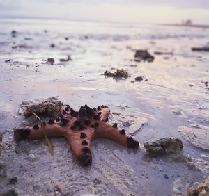 Close-up of starfish on beach against sky