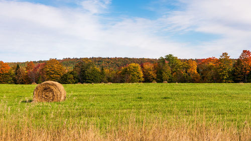 Hay bales on field with fall colors against sky