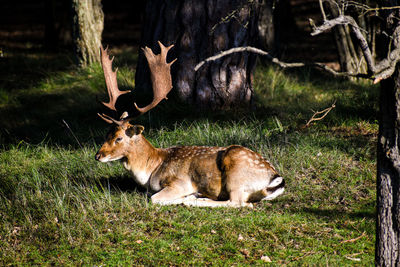 Deer relaxing on field