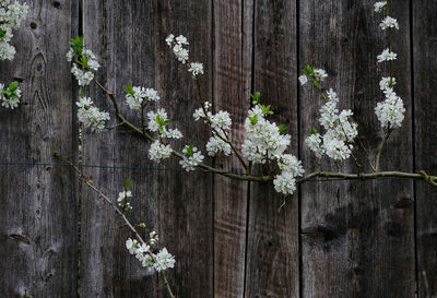 Close-up of flowers on wood