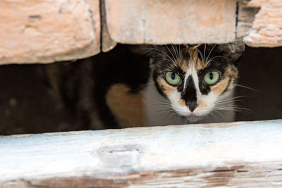 Close-up portrait of a cat