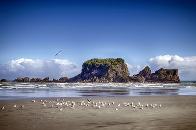 Seagulls flying over sea