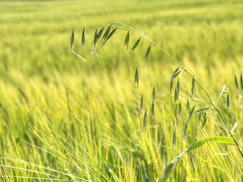 Oat plant in barley field. golden ripe field. bakery cultivate crop, bread harvest season