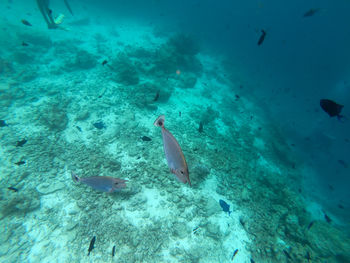 High angle view of fish underwater