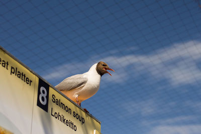Low angle view of seagull perching on the wall