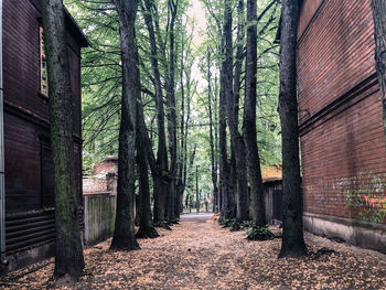 Footpath amidst trees in forest