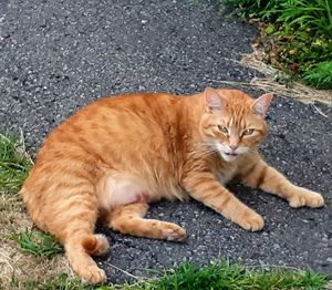 Portrait of cat lying on road