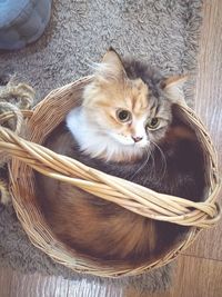Close-up portrait of kitten in basket