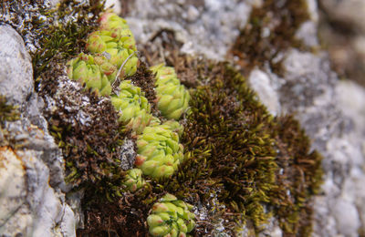 Close-up of moss growing on rock