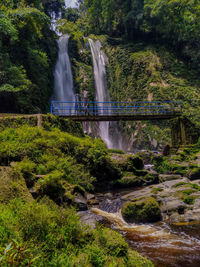 Scenic view of waterfall in forest