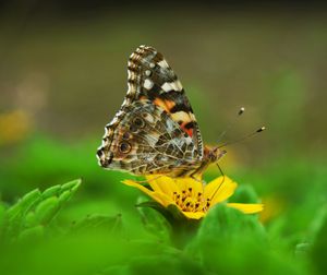 Close-up of butterfly pollinating on yellow flower 