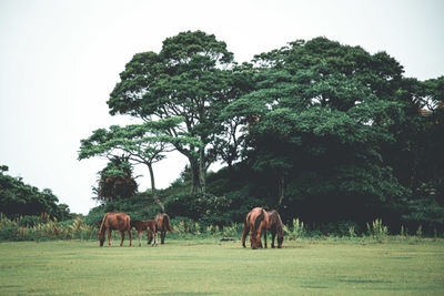 Horses grazing on field against clear sky