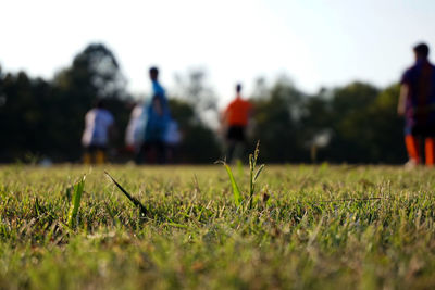 Scenic view of grassy field