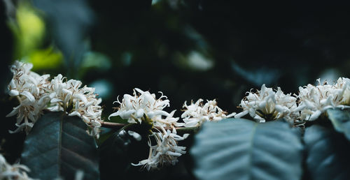 Close-up of white flowering plants