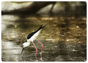 Bird in a lake