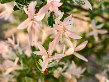 Close-up of pink flowering plant